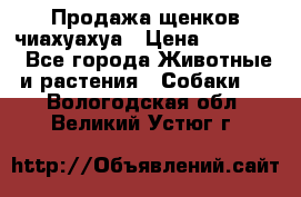 Продажа щенков чиахуахуа › Цена ­ 12 000 - Все города Животные и растения » Собаки   . Вологодская обл.,Великий Устюг г.